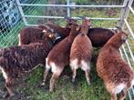 7 ooien soay, Dieren en Toebehoren