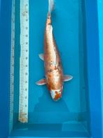 Koi Kikokuryu 65cm CETTE SEMAINE 80€ Encore des koï !, Carpe ou Koï