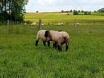 Suffolk ooilam, Mouton, Femelle, 0 à 2 ans