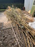Gratis bamboe op te halen, Tuin en Terras, Ophalen, Zo goed als nieuw