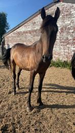 Veelzijdige 3,5-jarige ruin te koop – 1m55 – koets & bereden, E pony (1.48m - 1.57m), B, Gechipt, Ruin