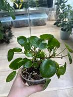 Peperomia Peperomioides Pannenkoekenplant Variegata, Huis en Inrichting, Kamerplanten, Ophalen of Verzenden