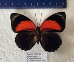 Agrias hybride vlinders, zie omschrijving, Animaux & Accessoires, Insectes & Araignées