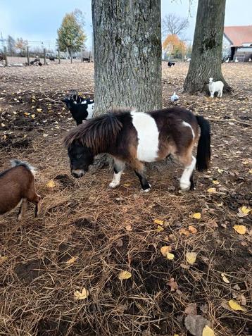 Schetland pony  beschikbaar voor biedingen