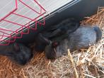 Dwergkonijntjes, Dieren en Toebehoren, Konijnen