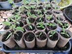 tomaat, Tuin en Terras, Planten | Tuinplanten, Zomer, Ophalen, Groenteplanten, Eenjarig