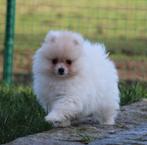 Chiot de Poméranie, Loulou, Chien (mâle), Belgique, Un chien