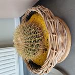 Lot prachtige cactussen, Huis en Inrichting, Ophalen, Zo goed als nieuw