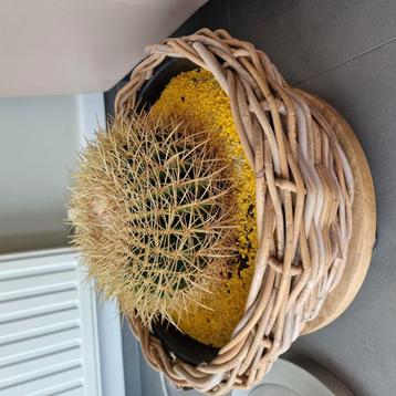 Lot prachtige cactussen beschikbaar voor biedingen