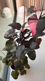 Philodendron pink princess xxl, Huis en Inrichting, Kamerplanten, Ophalen