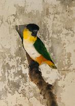 Zwartkop caique man, Dieren en Toebehoren, Vogels | Parkieten en Papegaaien, Mannelijk, Papegaai, Geringd