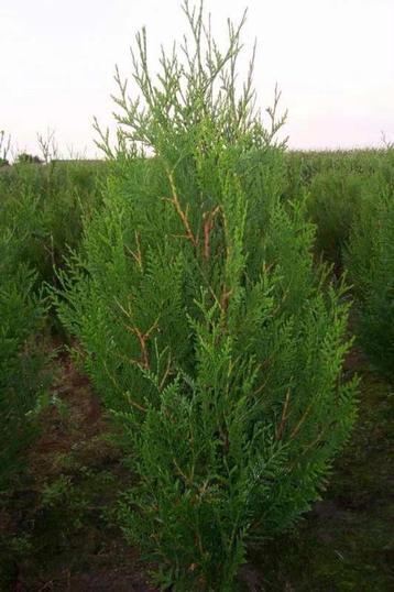 Thuja Plicata Atrovirens ( Levensboom )  beschikbaar voor biedingen