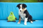 Prachtig zwart tricolor Border Collie reutje, België, Reu, CDV (hondenziekte), 8 tot 15 weken