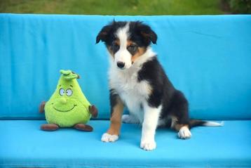 Prachtig zwart tricolor Border Collie reutje  beschikbaar voor biedingen