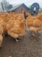 Orpington buff, Dieren en Toebehoren, Ophalen