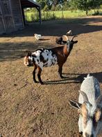 Mooi bokje geit, Dieren en Toebehoren, Schapen, Geiten en Varkens, Geit