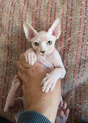 Chaton Sphynx disponible  beschikbaar voor biedingen