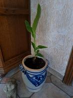Canna in grote Keulse Pot, Huis en Inrichting, Kamerplanten, Ophalen