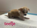 2 mini chihuahua pupjes, België, Fokker | Hobbymatig, 8 tot 15 weken, CDV (hondenziekte)