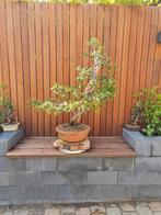Mooie oude Taxus bonsai, Ophalen