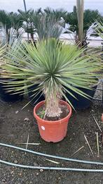 Yucca rostrata top plant, Ophalen of Verzenden
