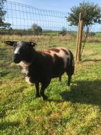 Bonte ram en heide schaapje, Mouton