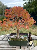 Bonsai acer palmatum, Tuin en Terras, Halfschaduw, Overige soorten, Lente, Minder dan 100 cm
