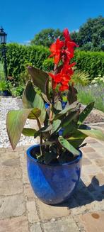 Canna rood, Ophalen
