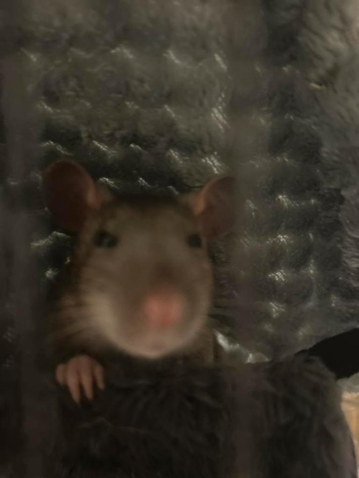 Jonge rat te koop, Animaux & Accessoires, Rongeurs, Mâle, Rat, Octobre