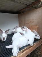 Konijnen, Dieren en Toebehoren, Konijnen