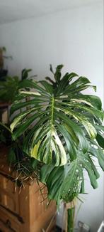 Monstera mint 'Large Forme ' matures leafs Plante mère, Maison & Meubles, Plantes d'intérieur, Enlèvement