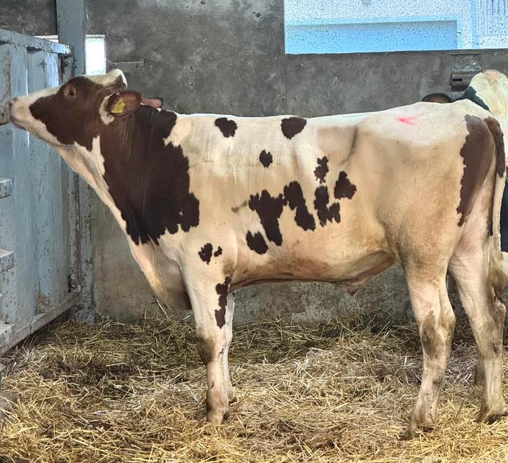 Genoomgeteste, roodbonte stier  𝗔𝟮𝗔𝟮, Animaux & Accessoires, Bovins, Mâle, 0 à 2 ans