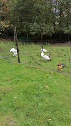 zwarthalszwaan man teelbaar 6 jaar oud, Dieren en Toebehoren, Pluimvee, Mannelijk, Gans of Zwaan