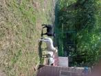 Mouton, Animaux & Accessoires, Plusieurs animaux, Mouton, 0 à 2 ans