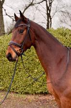 Te Koop:  Betrouwbare 8-jarige Ruin met Gouden Karakter, Dieren en Toebehoren, Met stamboom, Ruin, M, Dressuurpaard