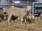 Schapen ram/bok, Dieren en Toebehoren, Mannelijk, Schaap, 0 tot 2 jaar