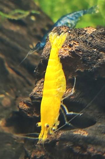 3 citroengarnalen neocaridina davidi yellow shrimps. beschikbaar voor biedingen