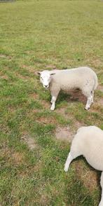 schapen, Vrouwelijk