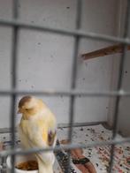 Gloster gladkop, Dieren en Toebehoren, Vogels | Kanaries, Mannelijk, Postuurkanarie