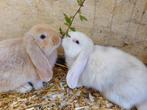 franse hangoor konijnen, Meerdere dieren, Groot, 0 tot 2 jaar, Hangoor