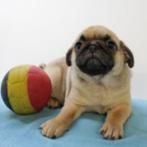 Mopshond - Belgisch pups te koop, België, CDV (hondenziekte), 8 tot 15 weken, Meerdere