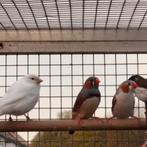 Wildkleur mans zebravinken., Dieren en Toebehoren, Mannelijk, Tropenvogel, Geringd