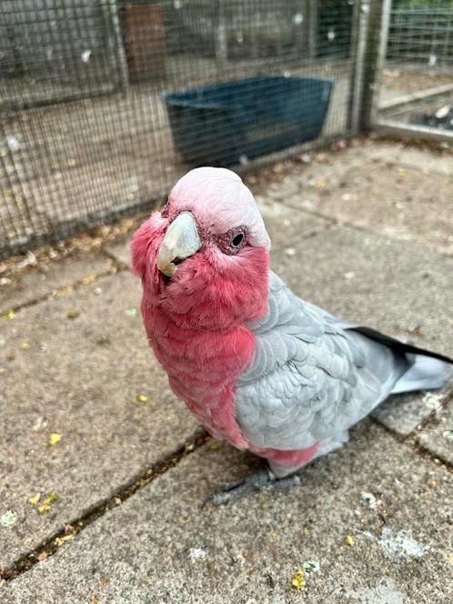 1-1 split lutino x lutino rosé kaketoe, Dieren en Toebehoren, Vogels | Parkieten en Papegaaien, Papegaai, Meerdere dieren, Geringd