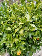 Appelsienboom, Tuin en Terras, Planten | Tuinplanten, Volle zon, Vaste plant, Lente, Ophalen
