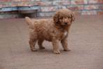 Prachtige medium Labradoodle pups (ouders aanwezig), Dieren en Toebehoren, Honden | Retrievers, Spaniëls en Waterhonden, België