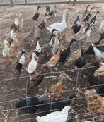 Loopeend, Dieren en Toebehoren