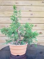 Pre-bonsai: Juniperus squamata – Jeneverbes – Genévrier, Tuin en Terras, Bloeit niet, Overige soorten, Minder dan 100 cm, Ophalen