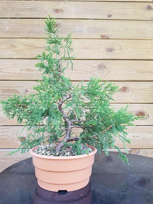 Pre-bonsai: Juniperus squamata – Jeneverbes – Genévrier, Tuin en Terras, Planten | Bomen, Overige soorten, Minder dan 100 cm, Volle zon