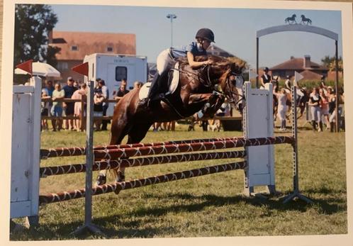 Springpony joy, Dieren en Toebehoren, Pony's, Merrie, M, D pony (1.37m tot 1.48m), Springpony, 11 jaar of ouder, Gechipt, Ontwormd