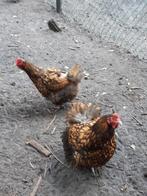 orpington kippen, Dieren en Toebehoren, Pluimvee, Meerdere dieren, Kip